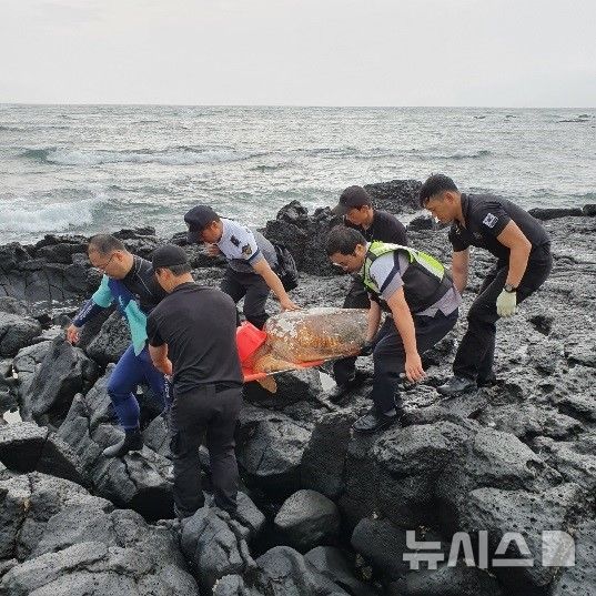 [서울=뉴시스] 구조 당시 붉은바다거북의 모습.