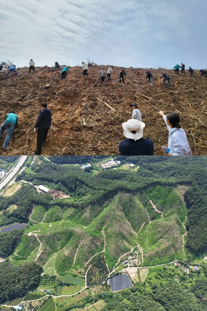 영동 용산 밀원단지 조성사업 완료 전(사진 위)과 후(사진=영동군 제공) *재판매 및 DB 금지