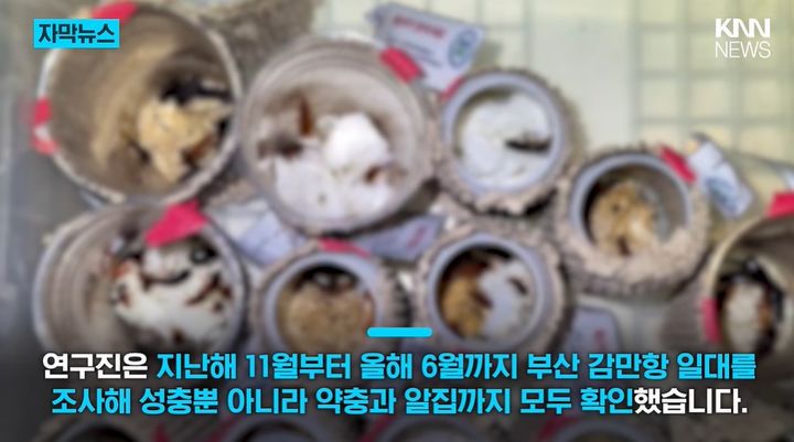 [서울=뉴시스] 중동·중앙아시아 원산 외래종 투르키스탄 바퀴가 부산에서 번식하며 정착한 사실이 확인돼 확산 우려가 나오고 있다. (사진='KNN NEWS' 캡처)