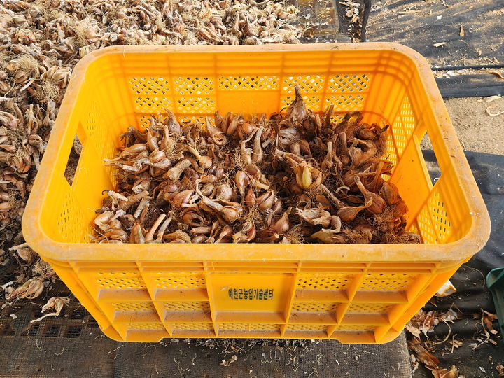 [안동=뉴시스] 쪽파 종구. (사진=경북도 제공) 2026.10.14. photo@newsis.com *재판매 및 DB 금지