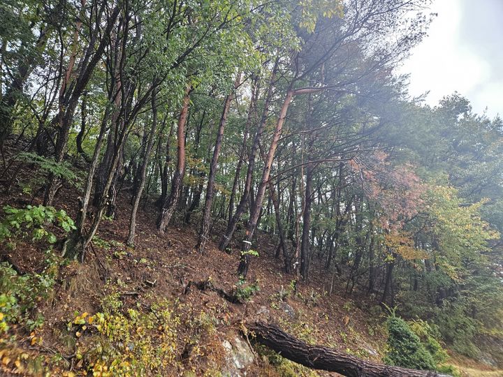 [보은=뉴시스] 충북 보은군 속리산면 삼가리 일원 산림에 재선충병 감염이 의심되는 소나무 한 그루가 쓰러져 있다. (사진=보은군 제공) 2026.10.14. photo@newsis.com *재판매 및 DB 금지