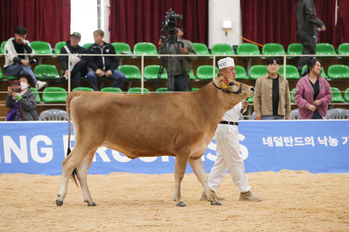 [세종=뉴시스] 농진청 국립축산과학원은 자체 육성한 저지종 암소가 '2026 한국홀스타인품평회' 육성·미경산우 부문에서 우수상을 수상했다고 14일 밝혔다. (사진=농진청 제공) 2026.10.14. photo@newsis.com *재판매 및 DB 금지
