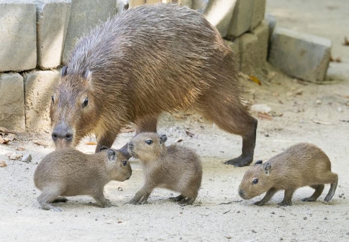 [용인=뉴시스] 15일 일반에 공개되는 카피바라 세 쌍둥이(사진=에버랜드 제공) 2026.10.15.photo@newsis.com *재판매 및 DB 금지