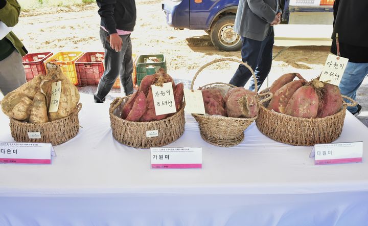 [진주=뉴시스]경남농업기술원, 전분용 고구마 전시 모습.(사진=경남농업기술원 제공).2026.10.16.photo@newsis.com *재판매 및 DB 금지