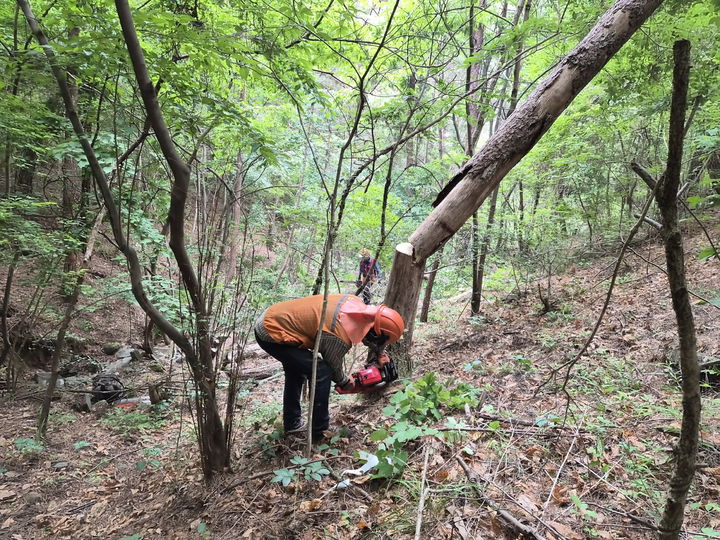 [진주=뉴시스]진주시, 소나무제선충 피해목 제거작업.(사진=진주시 제공).2026.10.16.photo@newsis.com *재판매 및 DB 금지