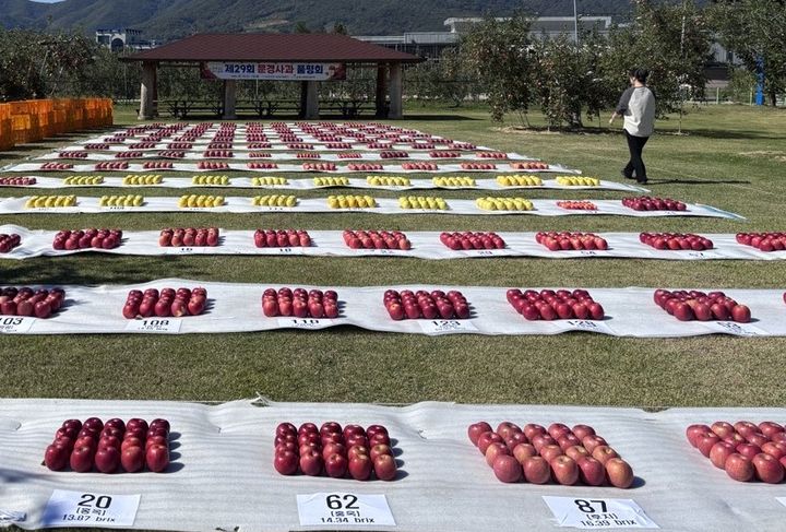 [문경=뉴시스] 문경시농업기술센터 문경시전략작목연구소에서 문경사과 품평회가 열리고 있다. (사진=문경시 제공) 2026.10.16. photo@newsis.com *재판매 및 DB 금지