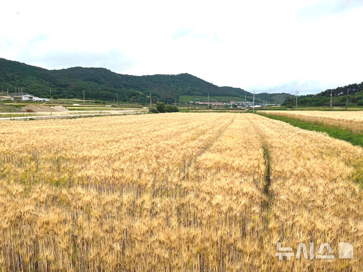 [영광=뉴시스] 전남광주 영광군의 대표 농산물 보리 재배단지 전경. (사진=영광군 제공) 2026.10.16. photo@newsis.com *재판매 및 DB 금지