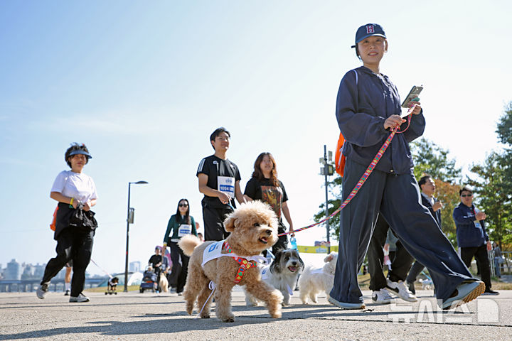 [서울=뉴시스] 김금보 기자 = 17일 오전 서울 여의도한강공원 물빛무대 앞 광장에서 열린 '제3회 서울 동물보호의 날 기념행사'에서 반려견과 견주들이 함께 한강을 걷고 있다. 2026.10.17. kgb@newsis.com