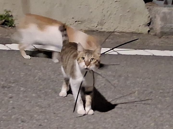[여수=뉴시스] 19일 전국길고양이보호단체연합에 따르면 최근 3주 사이 전남광주 여수시 국립여수검역소 주변에서 케이블타이에 목이 조인 길고양이들이 잇따라 발견됐다. (사진 = 전국길고양이보호단체연합 제공) 2026.10.19. photo@newsis.com *재판매 및 DB 금지