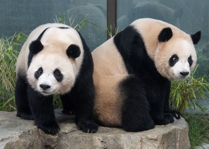 에버랜드 쌍둥이 자이언트 판다 루이바오(우)와 후이바오(좌) (사진=에버랜드 제공) *재판매 및 DB 금지
