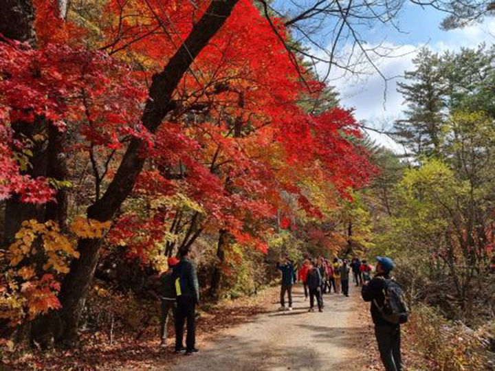 태백산 백천계곡 단풍 모습.(사진=태백산국립공원 제공) *재판매 및 DB 금지