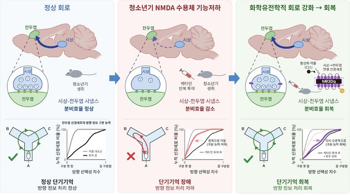 [대구=뉴시스] 청소년기 NMDA 수용체 기능저하에 의한 시상-전두엽 시냅스 약화 및 화학유전학적 회복 모식도. (사진=한국뇌연구원 제공) 2026.10.19. photo@newsis.com *재판매 및 DB 금지