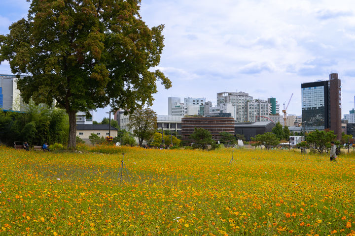 [서울=뉴시스] 가을꽃이 핀 열린송현녹지광장 꽃단지. (사진=서울시 제공) 2026.10.20. photo@newsis.com *재판매 및 DB 금지