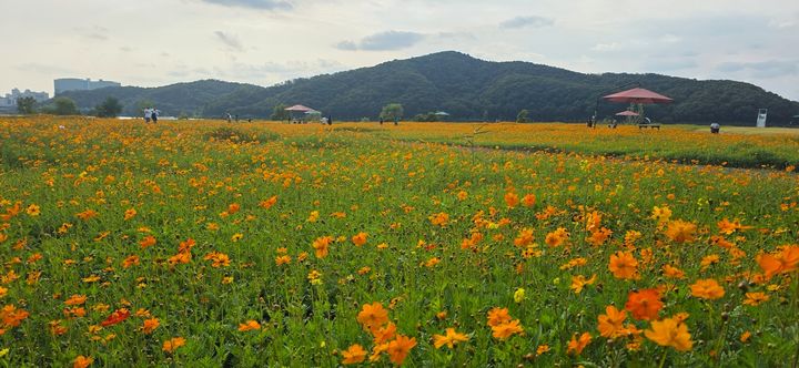 [용인=뉴시스] 기흥호수공원의 황화코스모스 밭(사진=용인시 푸른공원사업소 제공) 2026. 10. 20. photo@newsis.com *재판매 및 DB 금지