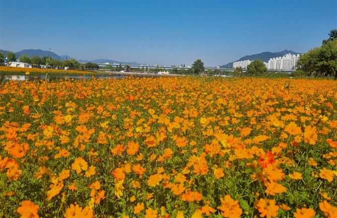 [부산=뉴시스] 화명생태공원 연꽃단지 황화코스모스 전경. (사진=부산문화회관 제공) 2026.10.20. photo@newsis.com *재판매 및 DB 금지