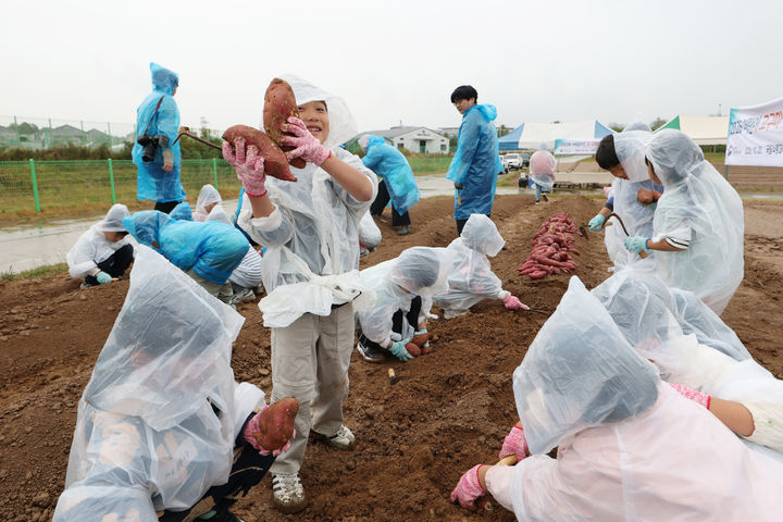 [세종=뉴시스] 20일 전북 완주군 농촌진흥청 국립식량과학원에서 어린이집 원아들이 고구마 수확 체험 행사를 하고 있다. (사진=농촌진흥청 제공) *재판매 및 DB 금지
