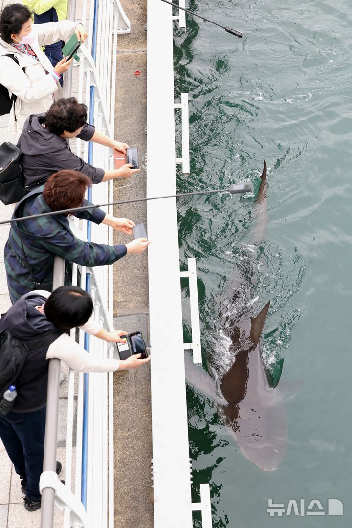 [부산=뉴시스] 하경민 기자 = 해양수산부, 국립해양생물자원관 등 상어 합동구조단이 21일 부산 동구 북항친수공원 수로에서 그물과 부유시설, 잠수사 등을 투입해 흑상어 '부캉이'를 먼바다로 유도하는 작업을 하고 있는 가운데 부캉이가 유영하고 있다. 길이 3m에 암컷 흑상어인 부캉이는 지난달 18일 북항친수공원 수로에서 처음 발견된 이후 한달 넘게 머물고 있으며, 그동안 부캉이를 보기 위해 이 곳을 찾은 인파는 160만 명을 돌파했다. 2026.10.21. yulnetphoto@newsis.com