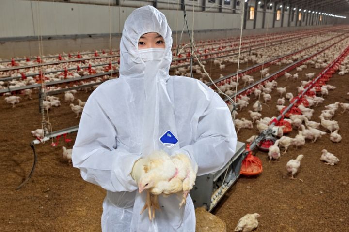 [서울=뉴시스]전소은 롯데마트·슈퍼 축산팀 MD가 전북 부안에 위치한 다산농장 양계장에서 닭의 건강 상태를 점검하고 있다. (사진=롯데마트·슈퍼 제공) *재판매 및 DB 금지