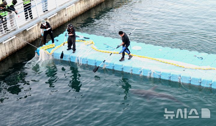 [부산=뉴시스] 하경민 기자 = 해양수산부, 국립해양생물자원관 등 상어 합동구조단이 21일 부산 동구 북항친수공원 수로에서 그물과 부유시설, 잠수사 등을 투입해 흑상어 '부캉이'를 먼바다로 유도하는 작업을 하고 있다. 길이 3m에 암컷 흑상어인 부캉이는 지난달 18일 북항친수공원 수로에서 처음 발견된 이후 한달 넘게 머물고 있으며, 그동안 부캉이를 보기 위해 이 곳을 찾은 인파는 160만 명을 돌파했다. 2026.10.21. yulnetphoto@newsis.com