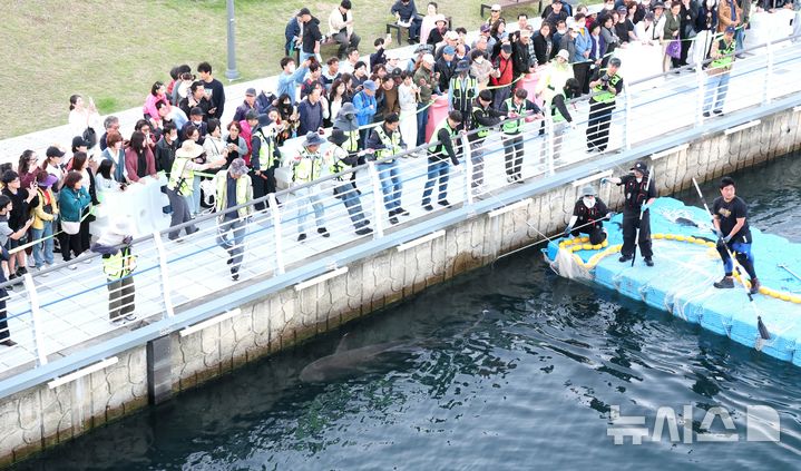 [부산=뉴시스] 하경민 기자 = 해양수산부, 국립해양생물자원관 등 상어 합동구조단이 21일 부산 동구 북항친수공원 수로에서 그물과 부유시설, 잠수사 등을 투입해 흑상어 '부캉이'를 먼바다로 유도하는 작업을 하고 있다. 길이 3m에 암컷 흑상어인 부캉이는 지난달 18일 북항친수공원 수로에서 처음 발견된 이후 한달 넘게 머물고 있으며, 그동안 부캉이를 보기 위해 이 곳을 찾은 인파는 160만 명을 돌파했다. 2026.10.21. yulnetphoto@newsis.com