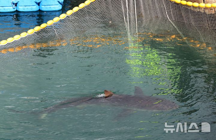 [부산=뉴시스] 하경민 기자 = 해양수산부, 국립해양생물자원관 등 상어 합동구조단이 21일 부산 동구 북항친수공원 수로에서 그물과 부유시설, 잠수사 등을 투입해 흑상어 '부캉이'를 먼바다로 유도하는 작업을 하고 있는 가운데 부캉이가 설치된 그물 주위를 맴돌고 있다. 길이 3m에 암컷 흑상어인 부캉이는 지난달 18일 북항친수공원 수로에서 처음 발견된 이후 한달 넘게 머물고 있으며, 그동안 부캉이를 보기 위해 이 곳을 찾은 인파는 160만 명을 돌파했다. 2026.10.21. yulnetphoto@newsis.com