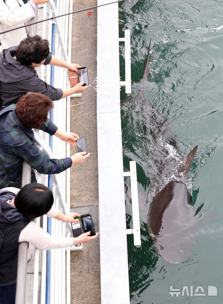 [부산=뉴시스] 하경민 기자 = 해양수산부, 국립해양생물자원관 등 상어 합동구조단이 21일 부산 동구 북항친수공원 수로에서 그물과 부유시설, 잠수사 등을 투입해 흑상어 '부캉이'를 먼바다로 유도하는 작업을 하고 있는 가운데 시민들이 유영하는 부캉이를 지켜보고 있다. 길이 3m에 암컷 흑상어인 부캉이는 지난달 18일 북항친수공원 수로에서 처음 발견된 이후 한달 넘게 머물고 있으며, 그동안 부캉이를 보기 위해 이 곳을 찾은 인파는 160만 명을 돌파했다. 2026.10.21. yulnetphoto@newsis.com