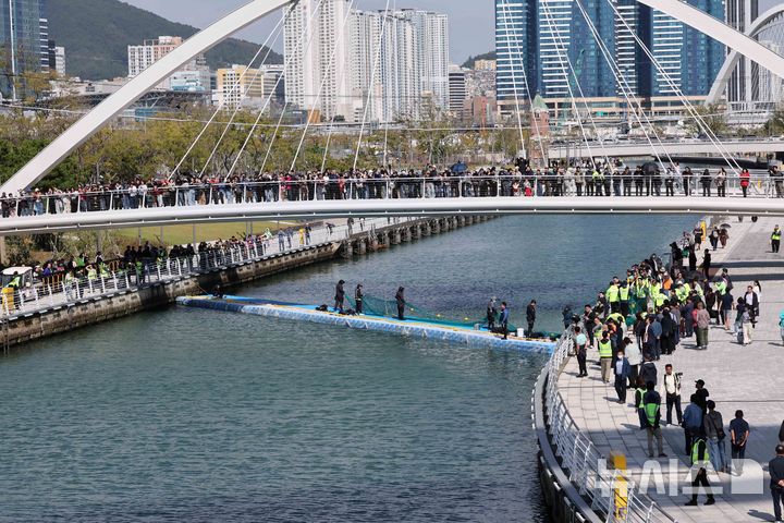 [부산=뉴시스] 하경민 기자 = 해양수산부, 국립해양생물자원관 등 상어 합동구조단이 21일 부산 동구 북항친수공원 수로에서 그물과 부유시설, 잠수사 등을 투입해 흑상어 '부캉이'를 먼바다로 유도하는 작업을 하고 있다. 길이 3m에 암컷 흑상어인 부캉이는 지난달 18일 북항친수공원 수로에서 처음 발견된 이후 한달 넘게 머물고 있으며, 그동안 부캉이를 보기 위해 이 곳을 찾은 인파는 160만 명을 돌파했다. 2026.10.21. yulnetphoto@newsis.com