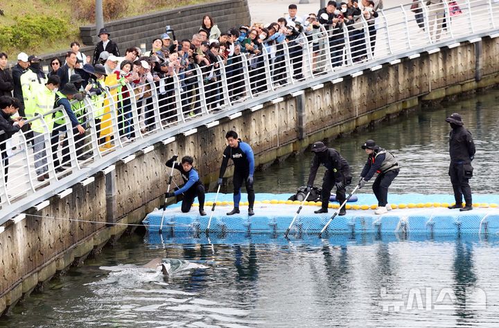 [부산=뉴시스] 하경민 기자 = 해양수산부, 국립해양생물자원관 등 상어 합동구조단이 21일 부산 동구 북항친수공원 수로에서 그물과 부유시설, 잠수사 등을 투입해 흑상어 '부캉이'를 먼바다로 유도하는 작업을 하고 있다. 길이 3m에 암컷 흑상어인 부캉이는 지난달 18일 북항친수공원 수로에서 처음 발견된 이후 한달 넘게 머물고 있으며, 그동안 부캉이를 보기 위해 이 곳을 찾은 인파는 160만 명을 돌파했다. 2026.10.21. yulnetphoto@newsis.com