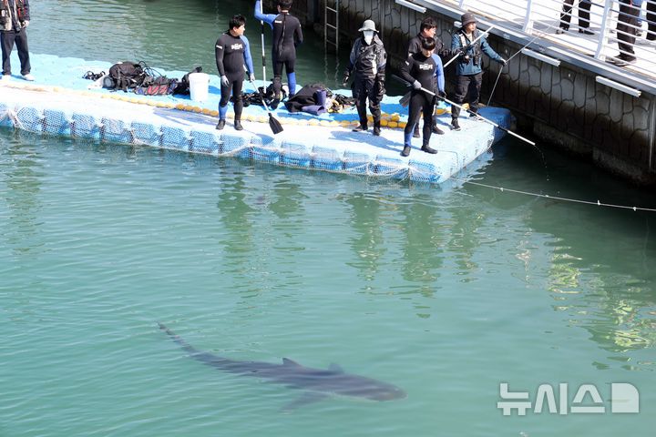 [부산=뉴시스] 하경민 기자 = 해양수산부, 국립해양생물자원관 등 상어 합동구조단이 21일 부산 동구 북항친수공원 수로에서 그물과 부유시설, 잠수사 등을 투입해 흑상어 '부캉이'를 먼바다로 유도하는 작업을 하고 있다. 길이 3m에 암컷 흑상어인 부캉이는 지난달 18일 북항친수공원 수로에서 처음 발견된 이후 한달 넘게 머물고 있으며, 그동안 부캉이를 보기 위해 이 곳을 찾은 인파는 160만 명을 돌파했다. 2026.10.21. yulnetphoto@newsis.com