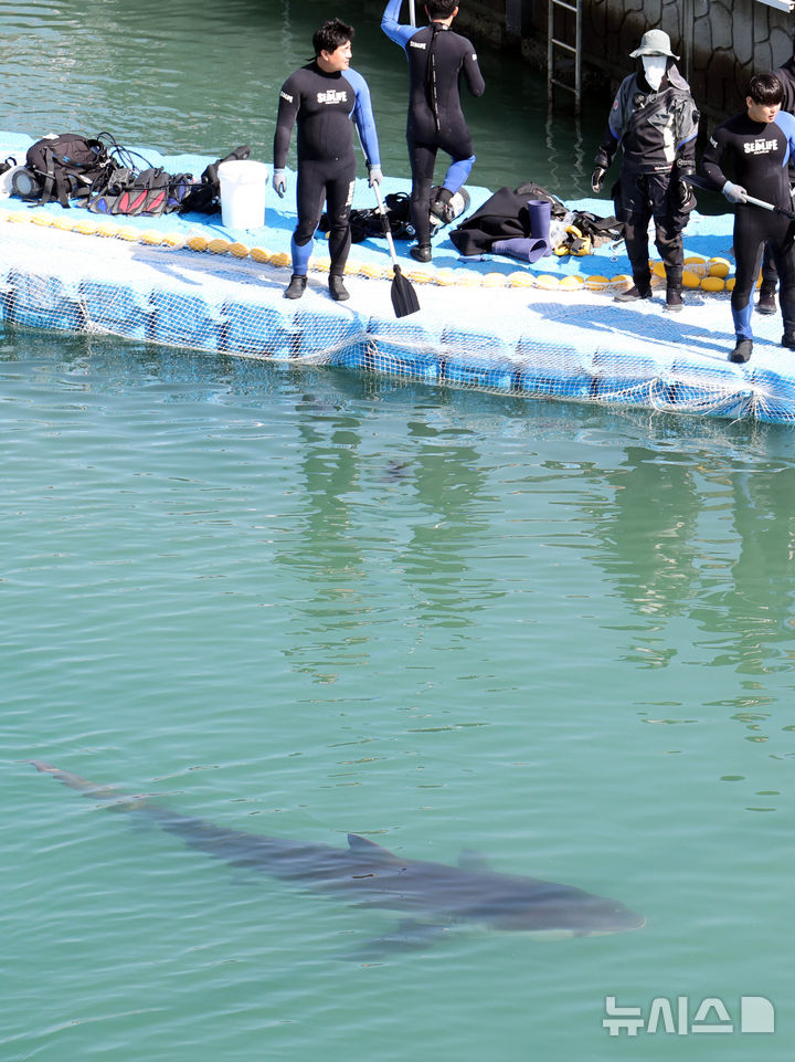 [부산=뉴시스] 하경민 기자 = 해양수산부, 국립해양생물자원관 등 상어 합동구조단이 21일 부산 동구 북항친수공원 수로에서 그물과 부유시설, 잠수사 등을 투입해 흑상어 '부캉이'를 먼바다로 유도하는 작업을 하고 있다. 길이 3m에 암컷 흑상어인 부캉이는 지난달 18일 북항친수공원 수로에서 처음 발견된 이후 한달 넘게 머물고 있으며, 그동안 부캉이를 보기 위해 이 곳을 찾은 인파는 160만 명을 돌파했다. 2026.10.21. yulnetphoto@newsis.com