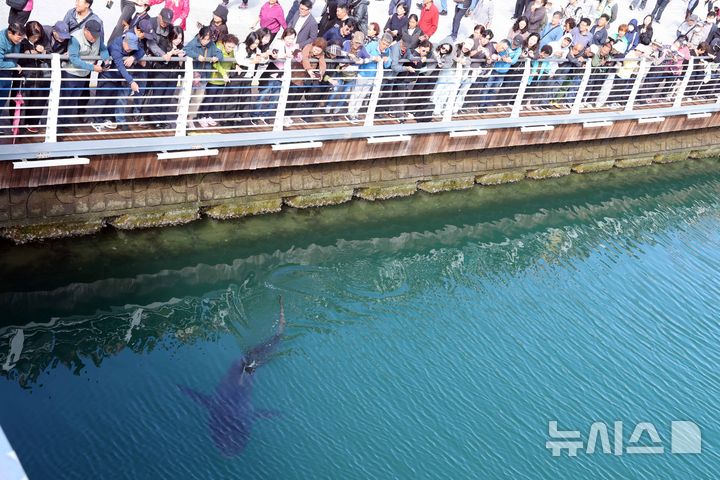 [부산=뉴시스] 하경민 기자 = 해양수산부, 국립해양생물자원관 등 상어 합동구조단이 21일 부산 동구 북항친수공원 수로에서 그물과 부유시설, 잠수사 등을 투입해 흑상어 '부캉이'를 먼바다로 유도하는 작업을 하고 있다. 길이 3m에 암컷 흑상어인 부캉이는 지난달 18일 북항친수공원 수로에서 처음 발견된 이후 한달 넘게 머물고 있으며, 그동안 부캉이를 보기 위해 이 곳을 찾은 인파는 160만 명을 돌파했다. 2026.10.21. yulnetphoto@newsis.com