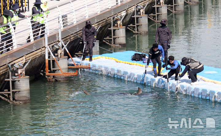[부산=뉴시스] 하경민 기자 = 해양수산부, 국립해양생물자원관 등 상어 합동구조단이 21일 부산 동구 북항친수공원 수로에서 그물과 부유시설, 잠수사 등을 투입해 흑상어 '부캉이'를 먼바다로 유도하는 작업을 하고 있다. 길이 3m에 암컷 흑상어인 부캉이는 지난달 18일 북항친수공원 수로에서 처음 발견된 이후 한달 넘게 머물고 있으며, 그동안 부캉이를 보기 위해 이 곳을 찾은 인파는 160만 명을 돌파했다. 2026.10.21. yulnetphoto@newsis.com