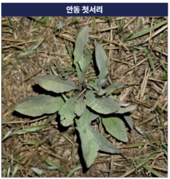 [대구=뉴시스] 안동 첫서리. (사진=대구지방기상청 제공) 2026.10.22. photo@newsis.com *재판매 및 DB 금지