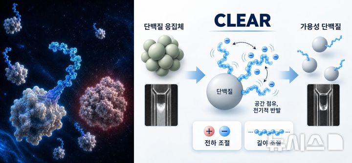 [전남광주=뉴시스] CLEAR의 설계와 응집 감소 개념도. CLEAR는 전하와 길이를 조절할 수 있는 유연한 펩타이드 사슬로, 단백질 주변의 공간 점유와 전기적 반발력을 통해 큰 불용성 응집체와 침전물의 형성을 줄이도록 설계됐다. (그래픽=GIST 제공) photo@newsis.com *재판매 및 DB 금지