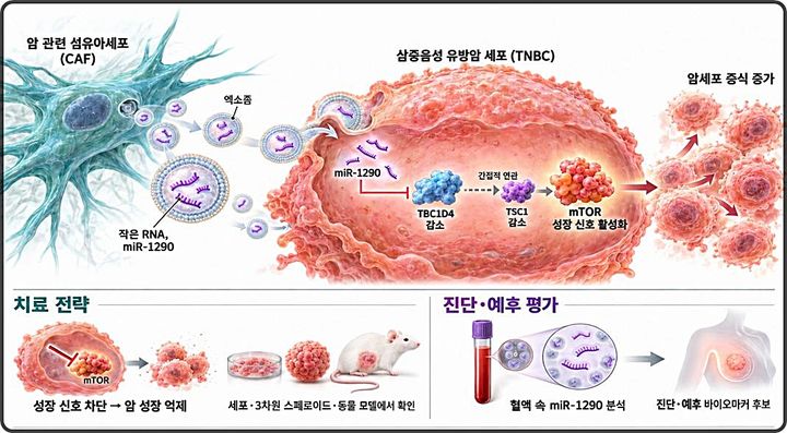 [대전=뉴시스] 생명연구원이 암 주변 세포의 작은 RNA가 삼중음성유방암 성장을 촉진하는 기전을 규명했다. 사진은 연구 모식도.(사진=생명연구원 제공) *재판매 및 DB 금지