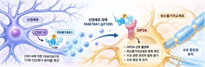 [대구=뉴시스] 신경세포의 CDK14가 FAM19A1의 T109을 인산화하여 분비를 촉진한다. 분비된 FAM19A1이 희소돌기아교세포의 DIP2A에 결합하여 세포 성숙과 수초 형성·유지를 촉진하는 모습. (사진=한국뇌연구원 제공) 2026.10.22. photo@newsis.com *재판매 및 DB 금지