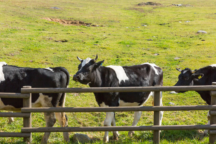 French Authorities Confirm First Human Infection of Chamonda Virus