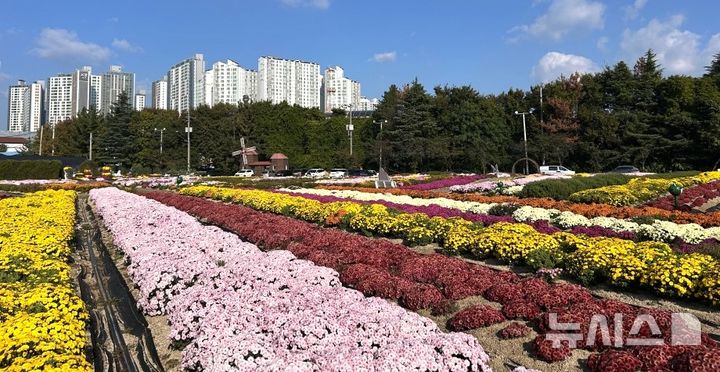 [포항=뉴시스] 지난해 포항 뱃머리 마을 국화 전시회 모습. (사진=뉴시스 DB) 2026.10.23