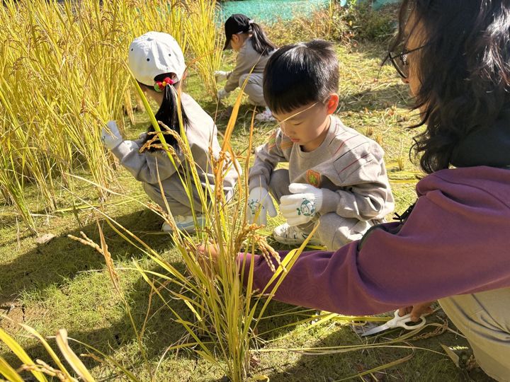 [화성=뉴시스] 화성시 동탄복합문화센터 야외공연장에 조성된 체험 논에서 어린이들이 벼 수확 체험을 하고 있다. (사진=화성시 제공) 2026.10.23. photo@newsis.com *재판매 및 DB 금지