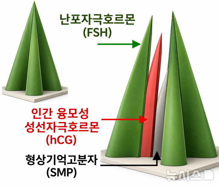 [서울=뉴시스] 두 종류의 호르몬을 각각 다른 공간에 저장한 마이크로니들 구조. (사진= 세브란스병원 제공)