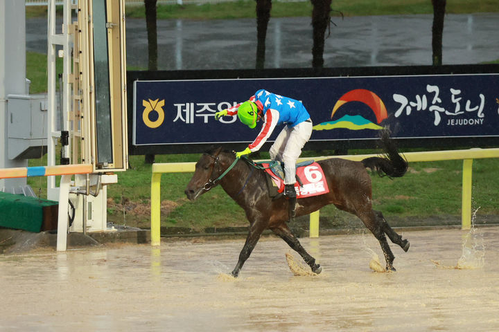 [제주=뉴시스] 24일 렛츠런파크 제주에서 열린 제주도지사배 대상경주(레이팅 오픈·6세 이하·1400m)에서 제주마 '폭풍일호(5세)'가 박성광 기수와 호흡을 맞춰 가장 먼저 결승선을 통과하고 있다. (사진=한국마사회 제주지역본부 제공) 2026.10.26. photo@newsis.com *재판매 및 DB 금지