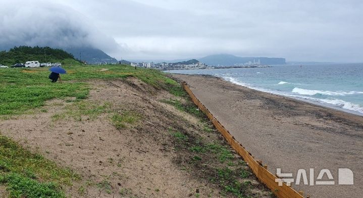 [제주=뉴시스] 양영전 기자 = 제주도가 서귀포시 안덕면 사계리 사계해안 일대에 염생식물인 '순비기' 군락지를 조성한 모습. 2026.10.26. 0jeoni@newsis.com