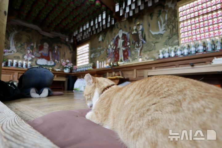 [남양주=뉴시스] 한이재 기자 = 24일 경기 남양주 묘적사 산령각(삼성각) 안에서 한 불자의 절에 맞춰 고양이가 마치 절하듯 고개를 숙이고 있다. 2026.10.26. nowone@newsis.com