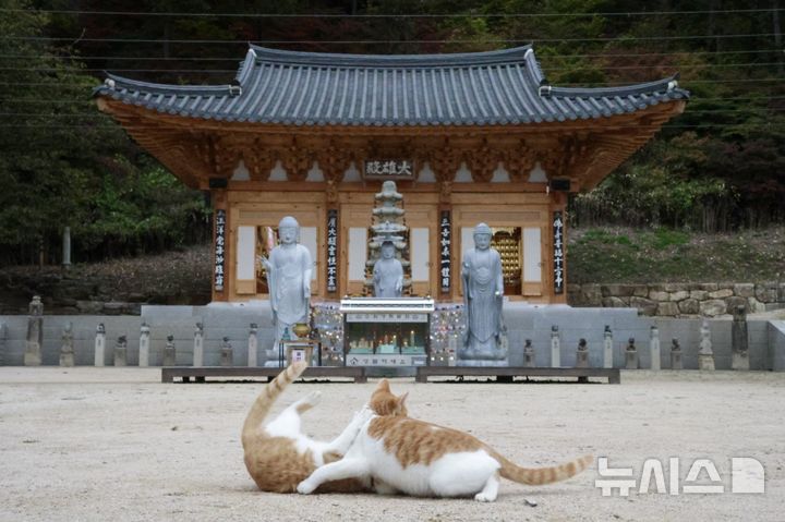 [남양주=뉴시스] 한이재 기자 = 24일 경기 남양주 묘적사 대웅전 앞에서 두 고양이가 장난치고 있다. 2026.10.26. nowone@newsis.com