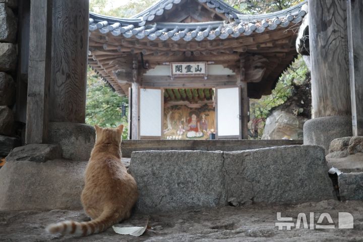 [남양주=뉴시스] 한이재 기자 = 24일 경기 남양주 묘적사 산령각(삼성각) 앞에서 고양이가 전각을 바라 보고 있다. 2026.10.26. nowone@newsis.com