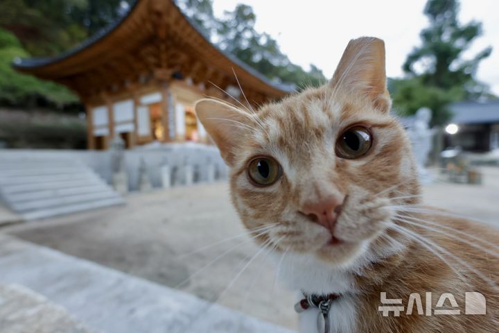 [남양주=뉴시스] 한이재 기자 = 24일 경기 남양주 묘적사에서 만난 고양이가 카메라를 쳐다보고 있다. 2026.10.26. nowone@newsis.com