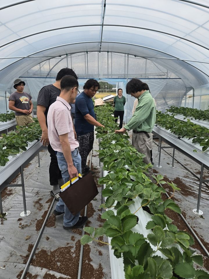 [진주=뉴시스]경남농업기술원, 딸기 영농현장 컨설팅.(사진=경남농기원 제공).2026.10.27.photo@newsis.com *재판매 및 DB 금지