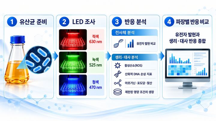 [전남광주=뉴시스] 과학기술정보통신부 산하 출연연구기관인 세계김치연구소는 한국광기술원과 공동 연구를 통해 빛의 파장에 따라 김치 유산균의 유전자 발현과 영양분 이용 등이 달라진다는 연구 결과를 도출했다고 26일 밝혔다. (사진=세계김치연구소 제공) 2026.10.27. photo@newsis.com *재판매 및 DB 금지