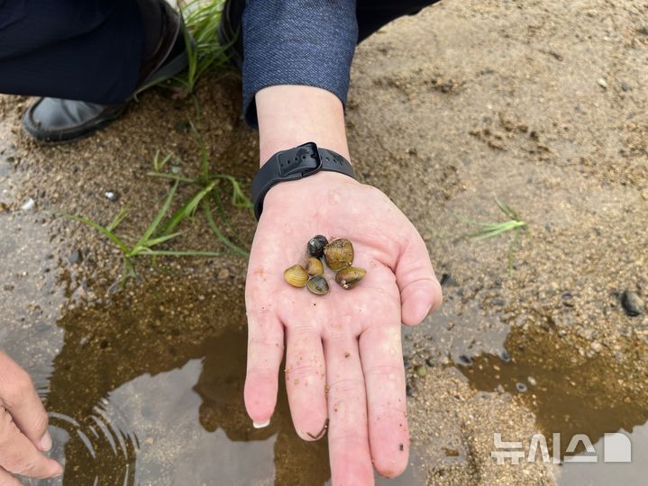 [김해=뉴시스]김해 해반천 '재첩' 발견. (사진=김해시 제공). 2026.10.27. photo@newsis.com