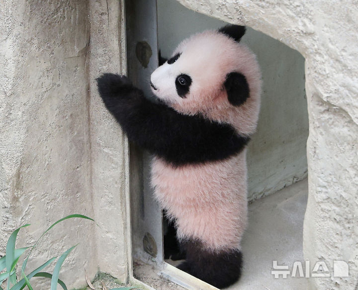 [용인=뉴시스] 김종택 기자 = 27일 경기 용인시 에버랜드 판다월드 방사장에서 첫나들이를 나온 아기판다 '슈바오'가 오는 30일 일반 공개를 앞두고 적응 시간을 갖고 있다. 지난 6월3일 태어나 생후 5개월을 앞둔 슈바오는 현재 몸무게가 9kg을 넘어서며 건강하게 자라고 있다. 2026.10.27. jtk@newsis.com